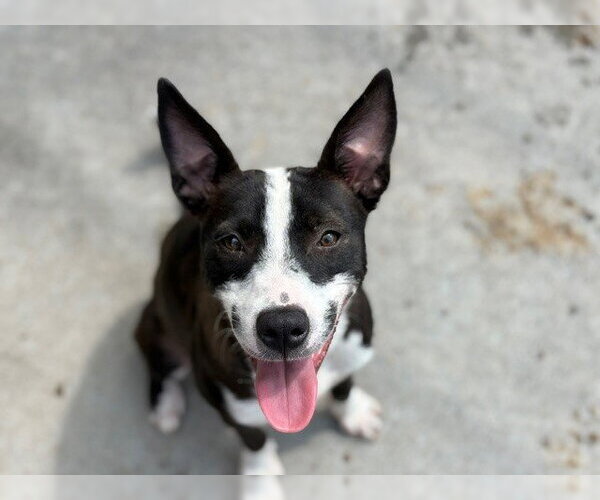Medium Photo #1 Mutt Puppy For Sale in Tulsa, OK, USA