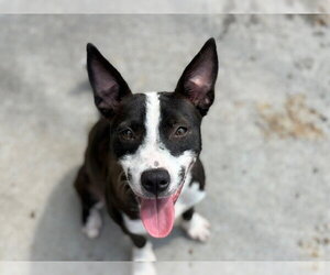 Mutt Dogs for adoption in Tulsa, OK, USA
