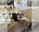Small #2 Havanese