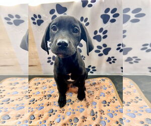 Labrador Retriever Dogs for adoption in Tracy City, TN, USA