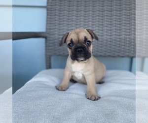 French Bulldog Puppy for sale in ORLANDO, FL, USA