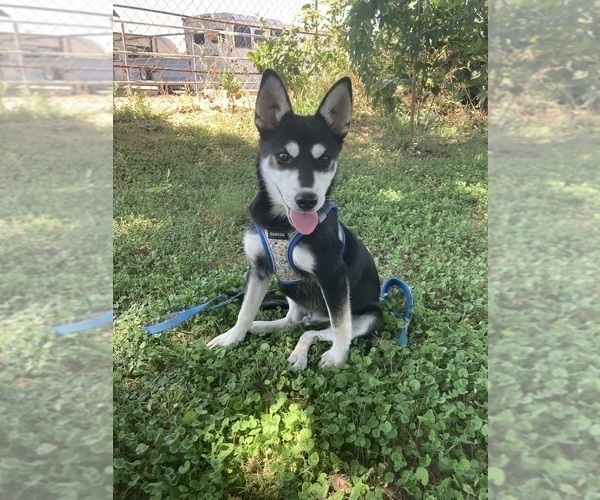 Medium Photo #2 Alaskan Klee Kai Puppy For Sale in GLENDALE, AZ, USA