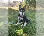 Small #1 Alaskan Klee Kai