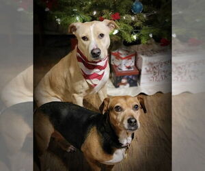 Layla Momma Dessin - Female Labrador Retriever-Unknown Mix Dog for Adoption - Photo #8