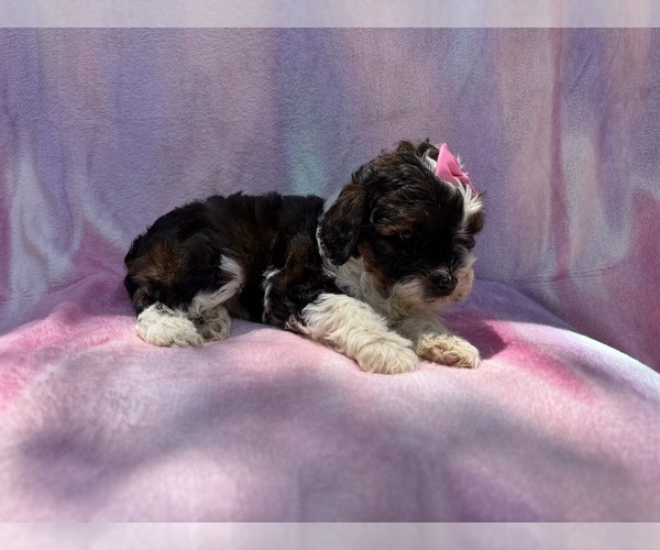Medium Photo #5 Cockapoo (Miniature) Puppy For Sale in LAKELAND, FL, USA