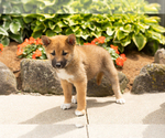 Small #3 Shiba Inu