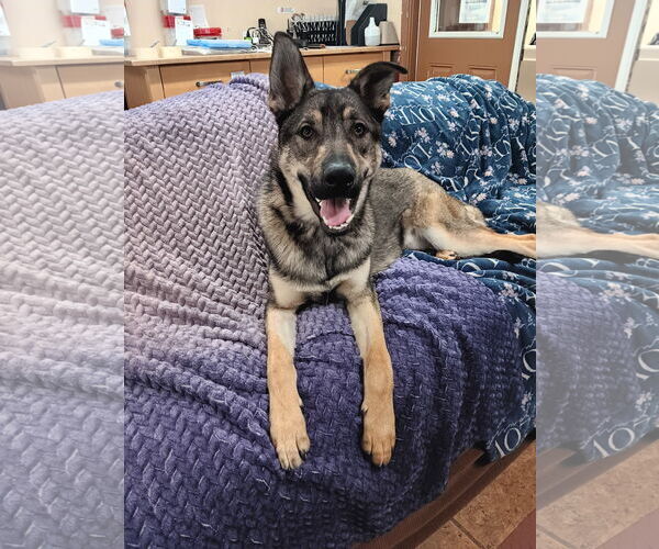 Medium Photo #4 German Shepherd Dog Puppy For Sale in Seattle, WA, USA