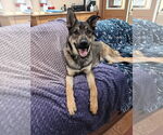 Small #3 German Shepherd Dog