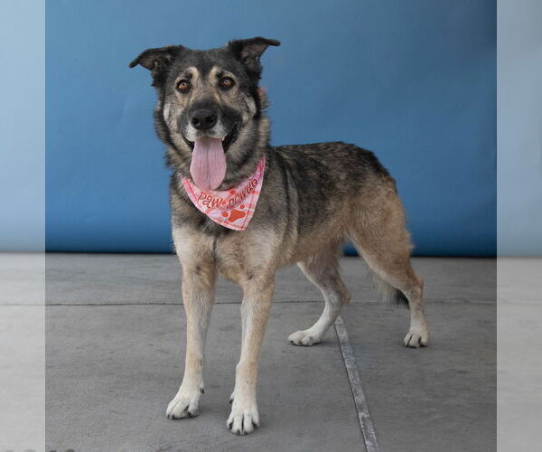 Medium Photo #2 German Shepherd Dog-Unknown Mix Puppy For Sale in Pasadena, CA, USA