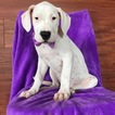 Small Photo #1 Dogo Argentino Puppy For Sale in EPHRATA, PA, USA