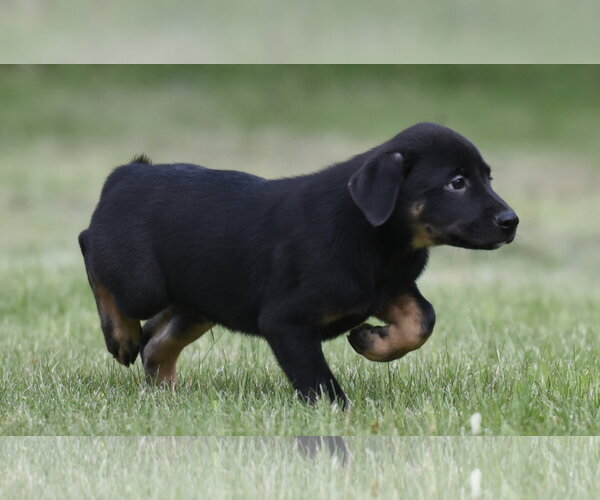 Medium Photo #3 Borador Puppy For Sale in Mechanicsburg, PA, USA