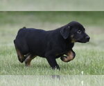 Small #2 Borador