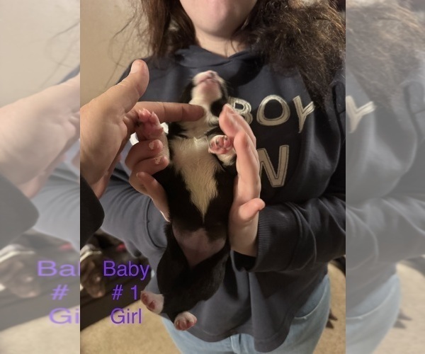 Medium Photo #21 Border-Aussie Puppy For Sale in MADRID, IA, USA