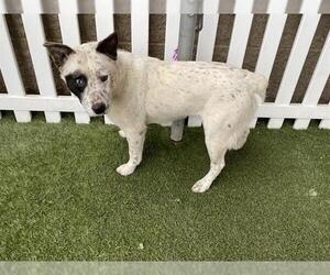 Texas Heeler Dogs for adoption in Modesto, CA, USA
