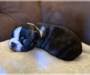 Boston Terrier Puppy for sale in WASHBURN, MO, USA