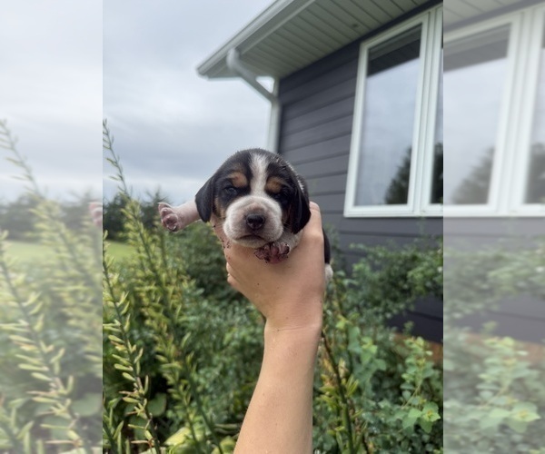 Medium Photo #18 Beagle Puppy For Sale in MCPHERSON, KS, USA