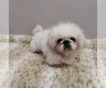 Small Photo #4 Pekingese Puppy For Sale in St. Louis Park, MN, USA
