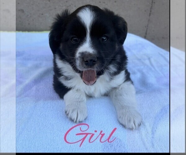 Medium Photo #1 Miniature Australian Shepherd Puppy For Sale in HOLDINGFORD, MN, USA