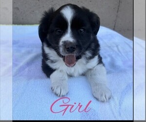 Miniature Australian Shepherd Puppy for sale in HOLDINGFORD, MN, USA