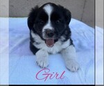 Small Miniature Australian Shepherd