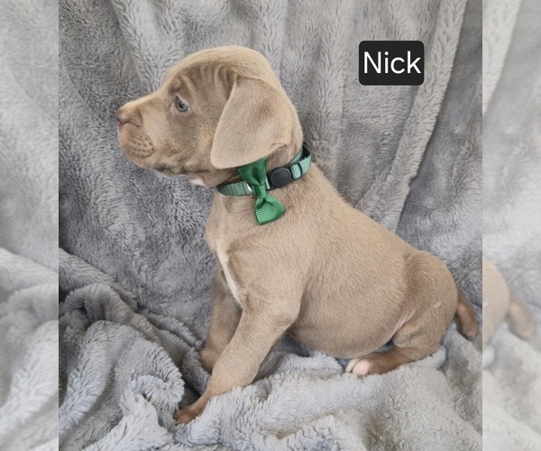 Medium Photo #3 Cane Corso Puppy For Sale in MINERAL WELLS, WV, USA