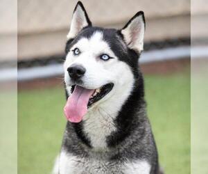 Siberian Husky Dogs for adoption in Camarillo, CA, USA