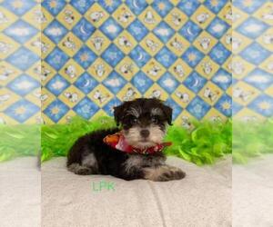 Schnauzer (Miniature) Puppy for sale in WINNSBORO, LA, USA