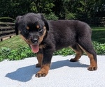 Small #6 Rottweiler