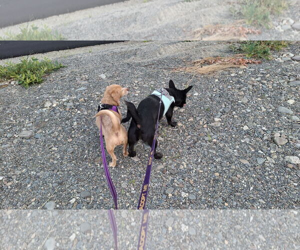 Medium Photo #10 Dachshund-Unknown Mix Puppy For Sale in Sebec, ME, USA