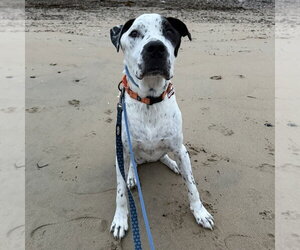 Sporty - Male Pointer-Unknown Mix Dog for Adoption - Photo #3