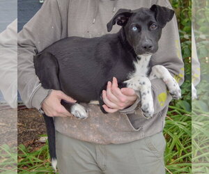 Tostito - Male Siberian Husky-Unknown Mix Dog for Adoption - Photo #3