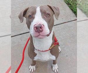 American Staffordshire Terrier Dogs for adoption in Fort Lauderdale, FL, USA