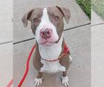 Small American Staffordshire Terrier