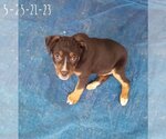 Small Photo #17 Boxweiler Puppy For Sale in Apple Valley, CA, USA