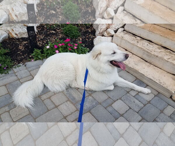 Medium Photo #1 Great Pyrenees Puppy For Sale in Houston, TX, USA