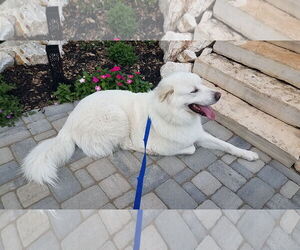 Great Pyrenees Dogs for adoption in Houston, TX, USA