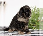 Small #2 Goldendoodle (Miniature)