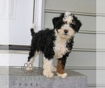 Small Bernedoodle (Miniature)