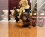 Small Dachshund