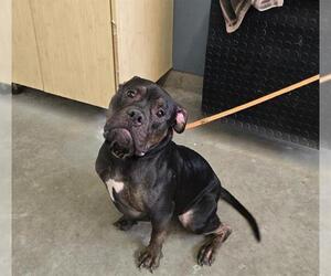 Mutt Dogs for adoption in Camarillo, CA, USA