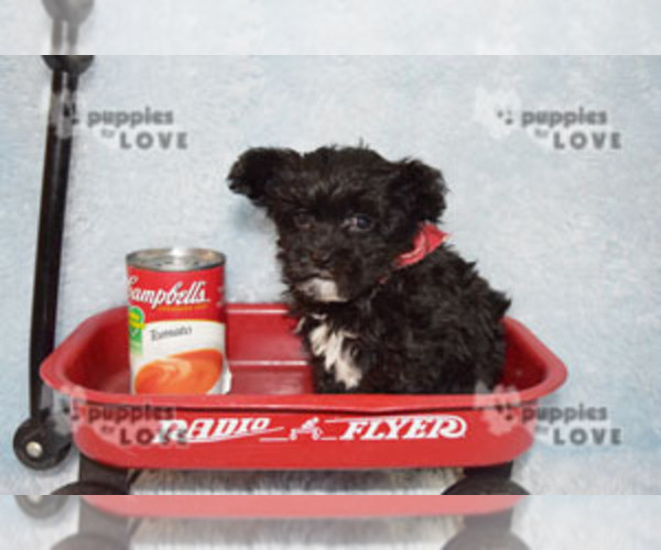 Medium Photo #8 Maltipoo Puppy For Sale in SANGER, TX, USA