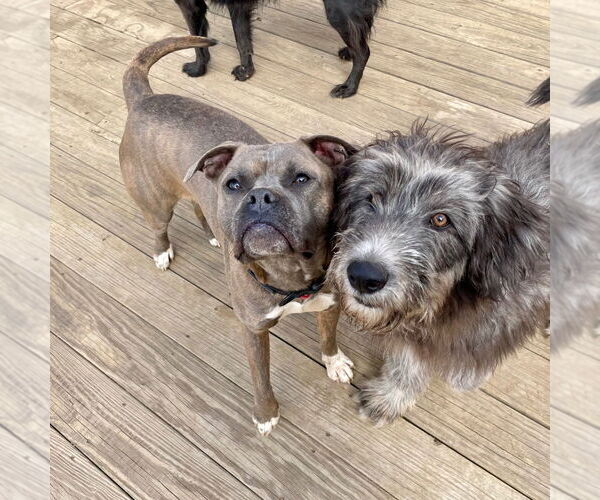 Medium Photo #6 Bullboxer Pit Puppy For Sale in Canton, CT, USA
