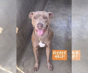 Medium American Pit Bull Terrier-Great Dane Mix