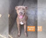 Small American Pit Bull Terrier-Great Dane Mix