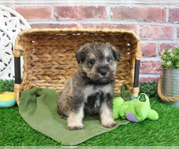 Medium Photo #4 Schnauzer (Miniature) Puppy For Sale in SYRACUSE, IN, USA