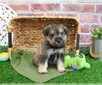 Small #3 Schnauzer (Miniature)