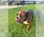 Small #2 Bulldog Mix
