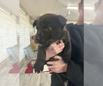 Small #1 Mutt