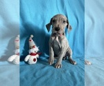 Puppy Miss Red Great Dane
