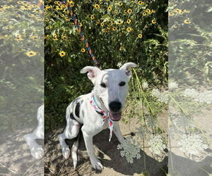Mutt Dogs for adoption in Germantown, OH, USA